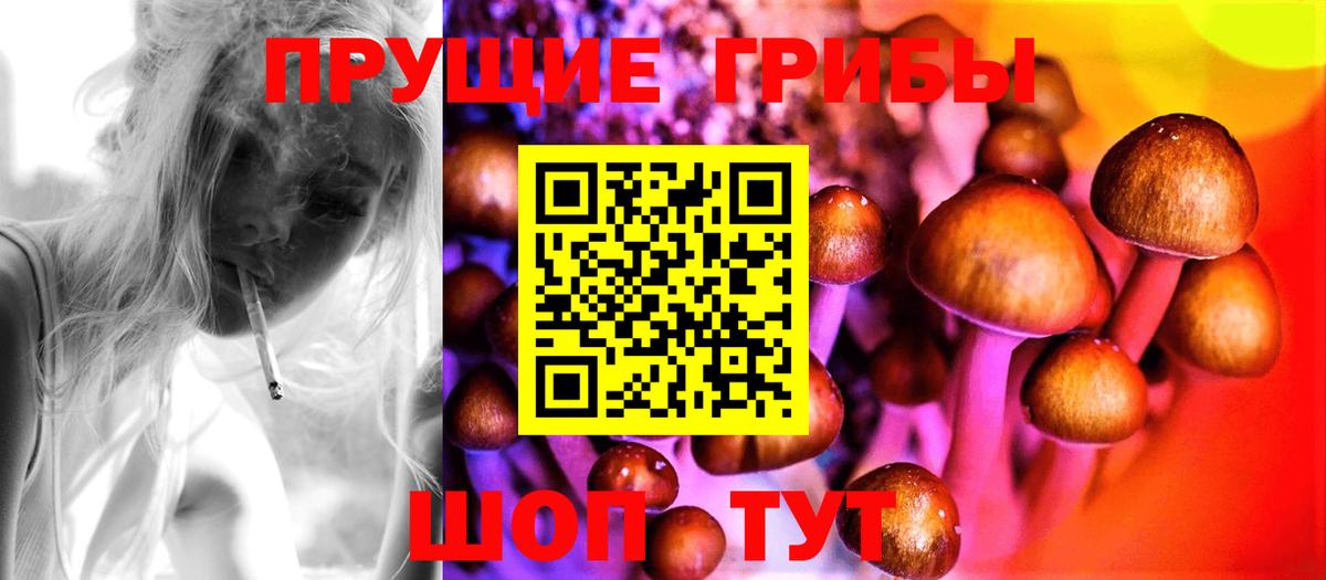 Псилоцибиновые грибы Psilocybe  Аша 